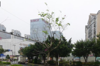 海楼网